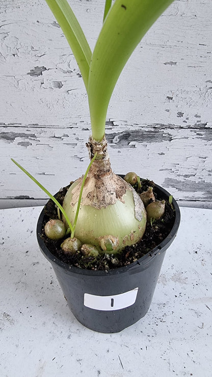 Albuca bracteata (syn. Ornithogalum longebracteatum) - Pregnant Onion