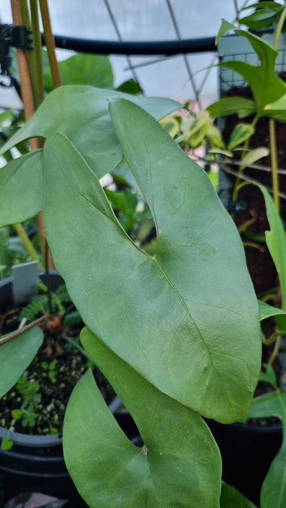 Anthurium berriozabalense