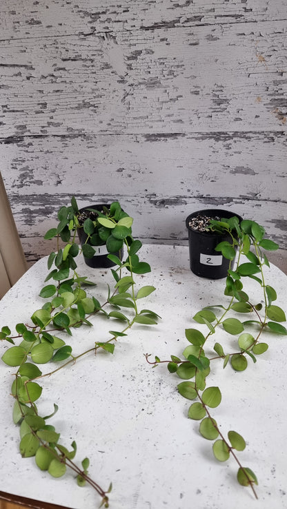 Aeschynanthus radicans 'Thai Pink' - Lipstick Plant