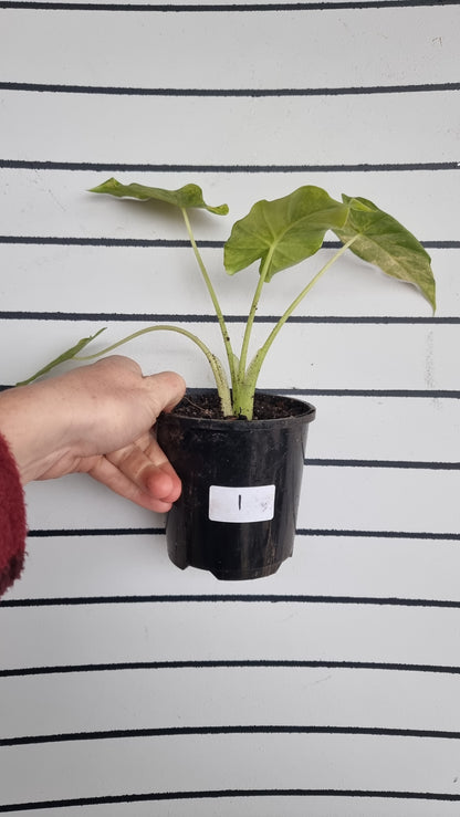 Alocasia gageana 'Aurea' - Yellow Variegated Elephant Ear