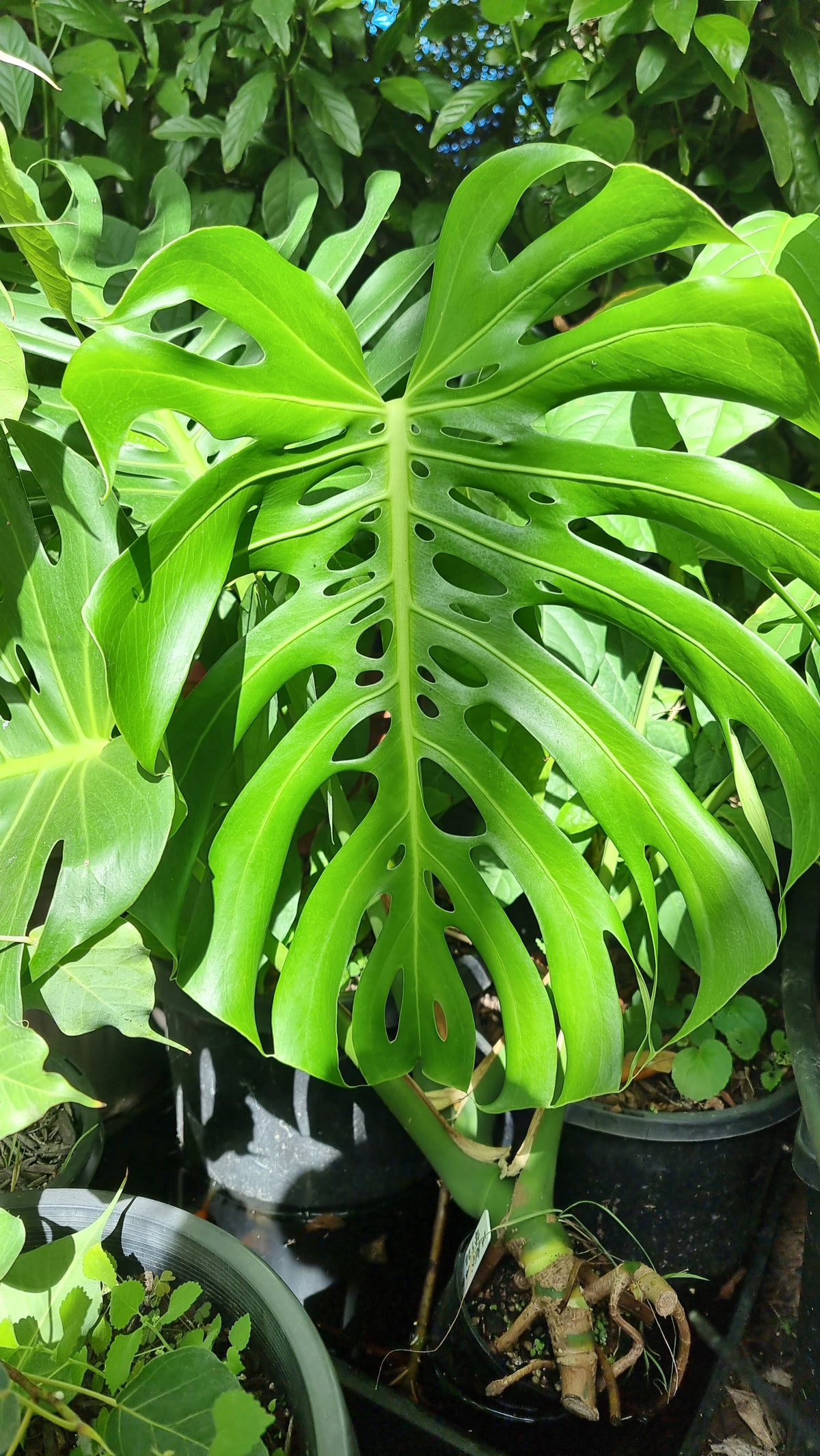 Monstera deliciosa - Fruit Salad Plant