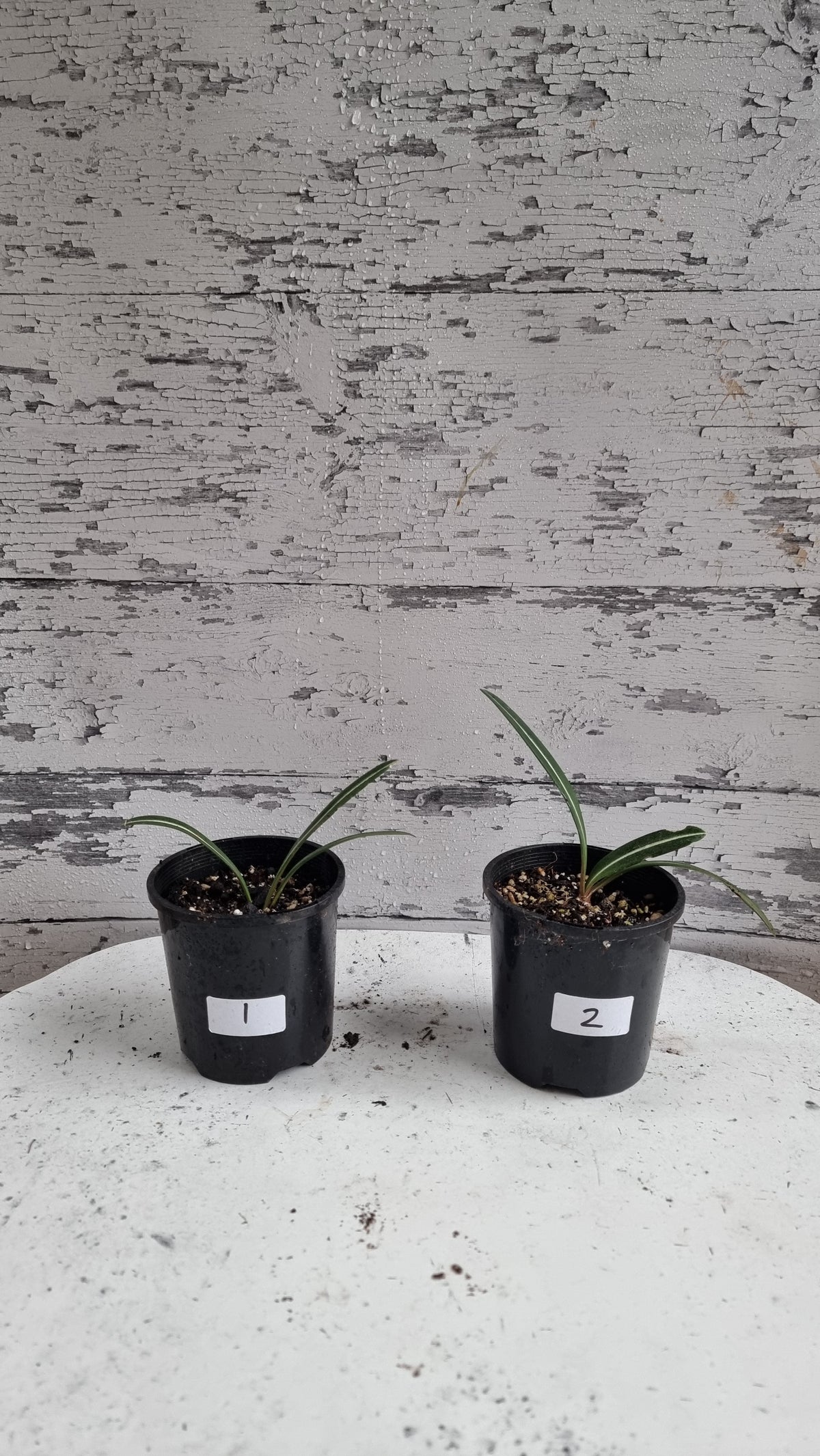 Hippeastrum striatifolium - Striped Amaryllis