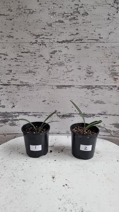 Hippeastrum striatifolium - Striped Amaryllis