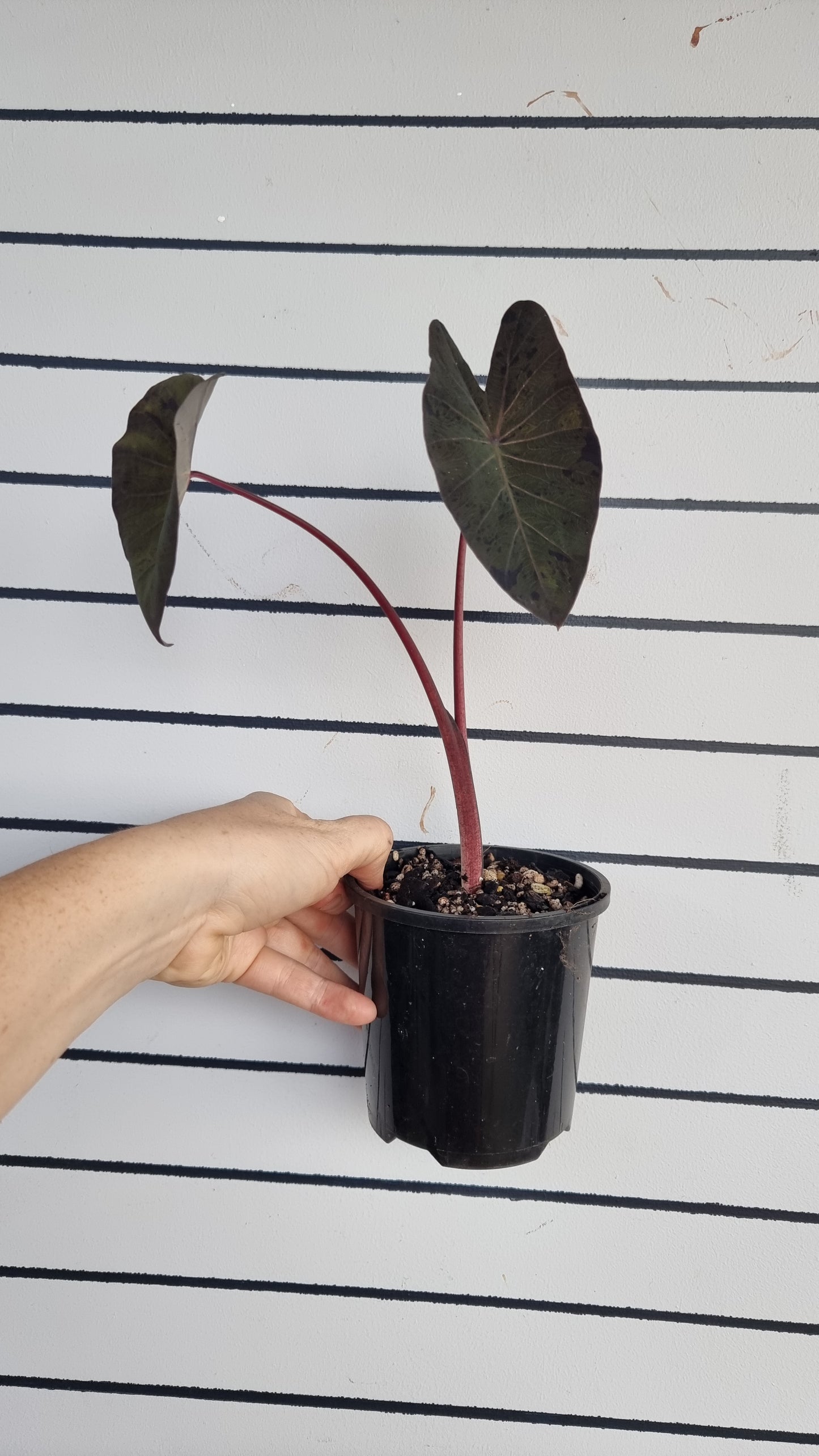 Colocasia esculenta 'Black Marble' - Taro Plant