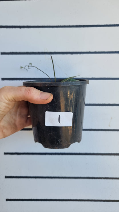 Bignonia argyro violacea - Crossvine