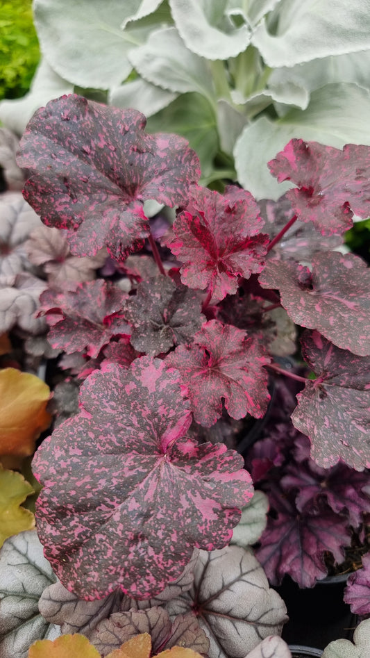 Heuchera 'Midnight Rose' - Coral Bells