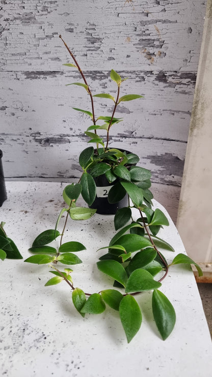 Aeschynanthus radicans - Lipstick Plant