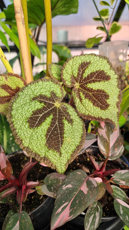 Begonia masoniana 'Rock'
