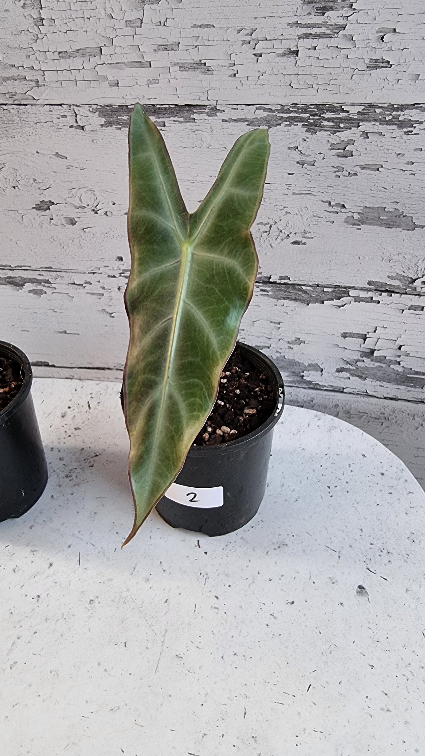Alocasia longiloba 'Denudata' purple - Non TC