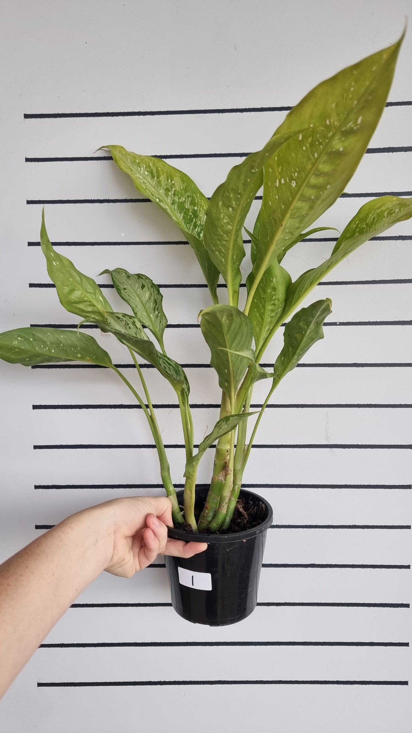 Dieffenbachia maculata 'Tropical Tiki' - Dumbcane