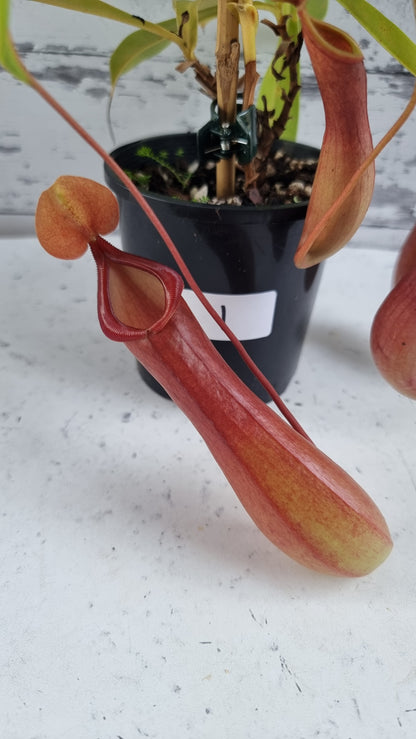 翼猪笼草
