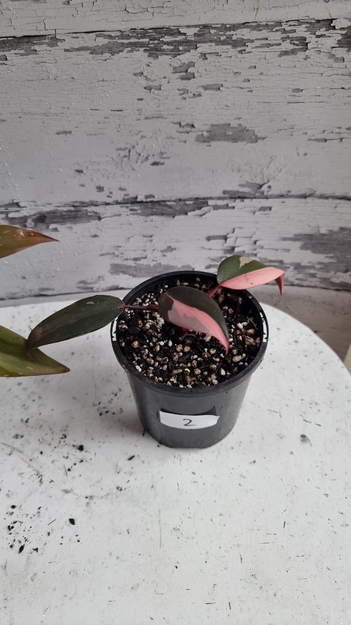 Philodendron erubescens 'Pink Princess'