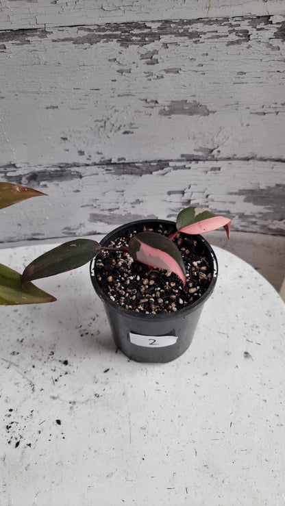 Philodendron erubescens 'Pink Princess'