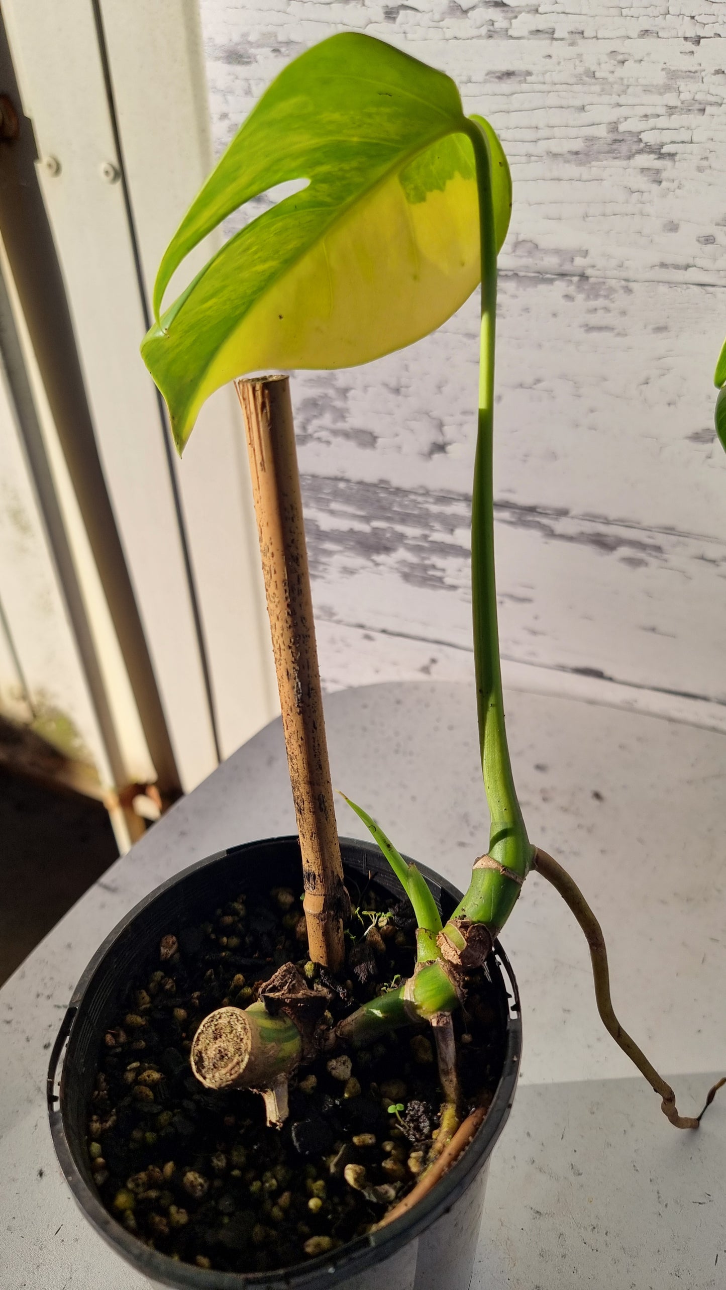 Monstera deliciosa 'Aurea' - Yellow Variegated Fruit Salad Plant