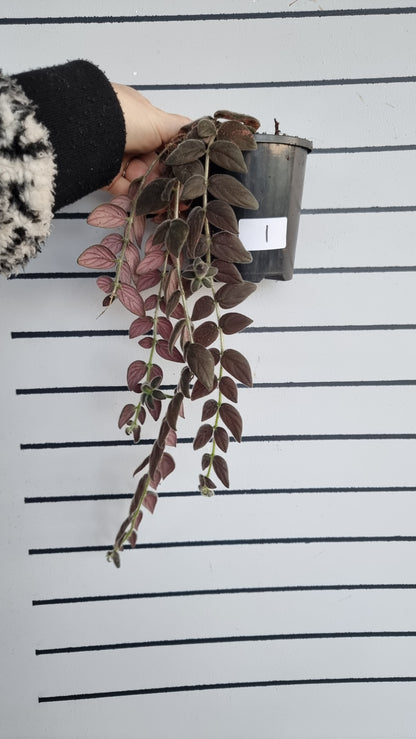 Columnea gloriosa 'Purpurea' - 紫色金鱼植物