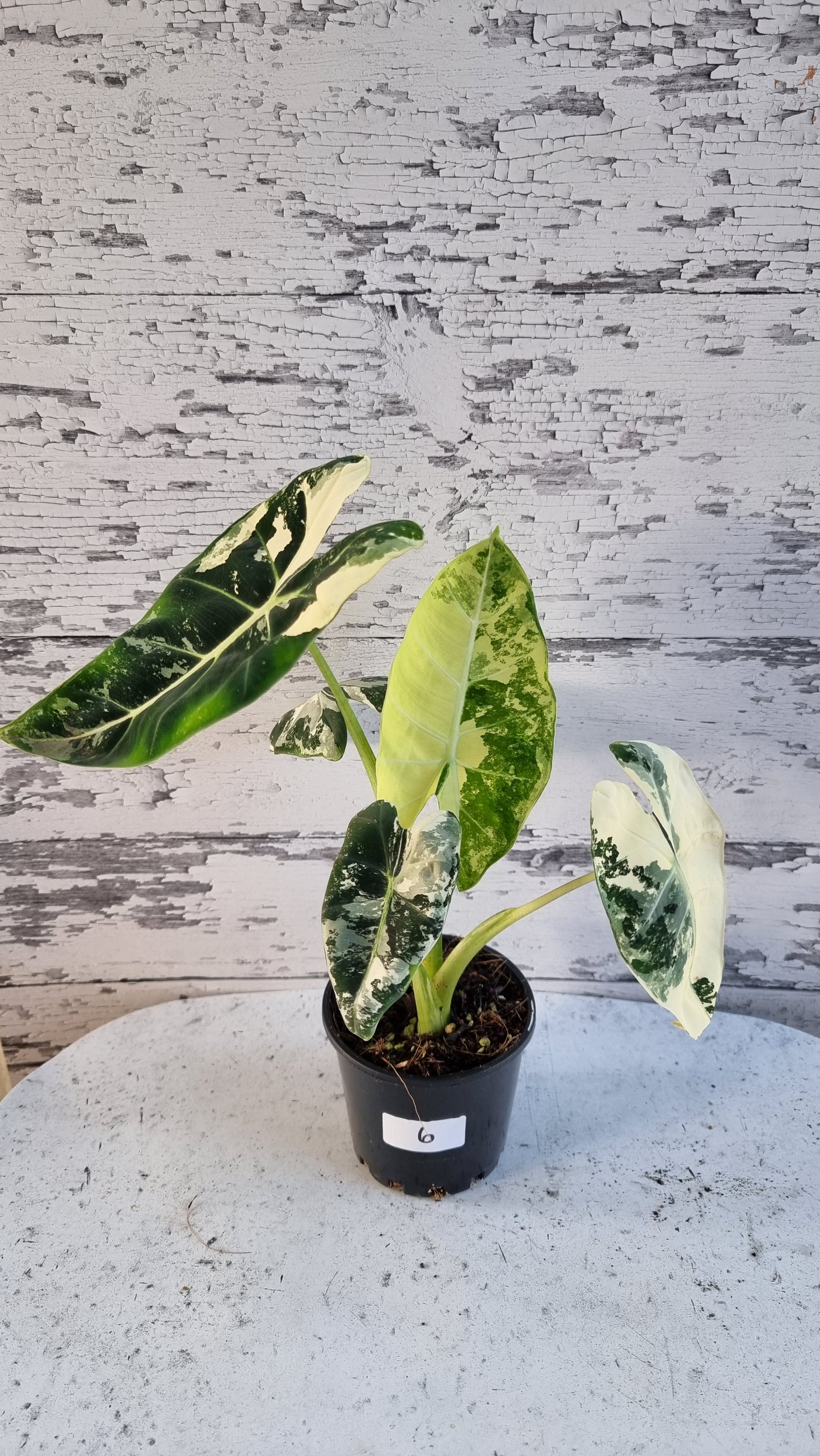 Alocasia micholitziana 'Frydek' - 雜色綠天鵝絨