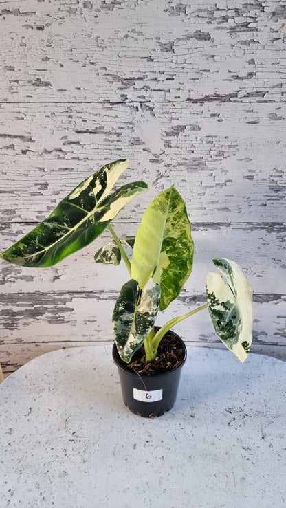 Alocasia micholitziana 'Frydek' - 雜色綠天鵝絨