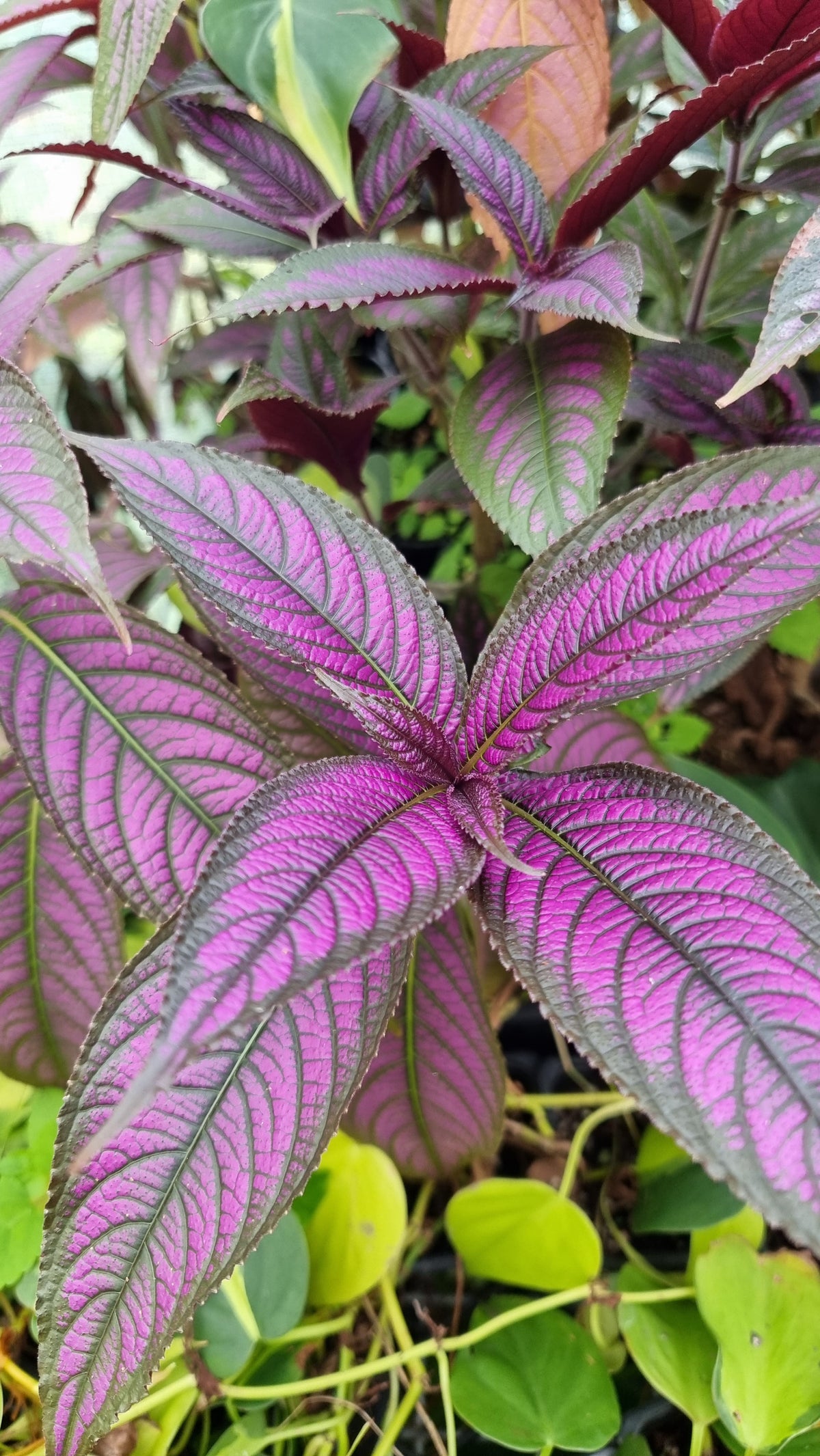 Strobilanthes dyerianus - Persian Shield
