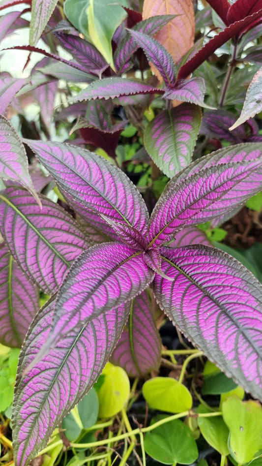 Strobilanthes dyerianus - Persian Shield