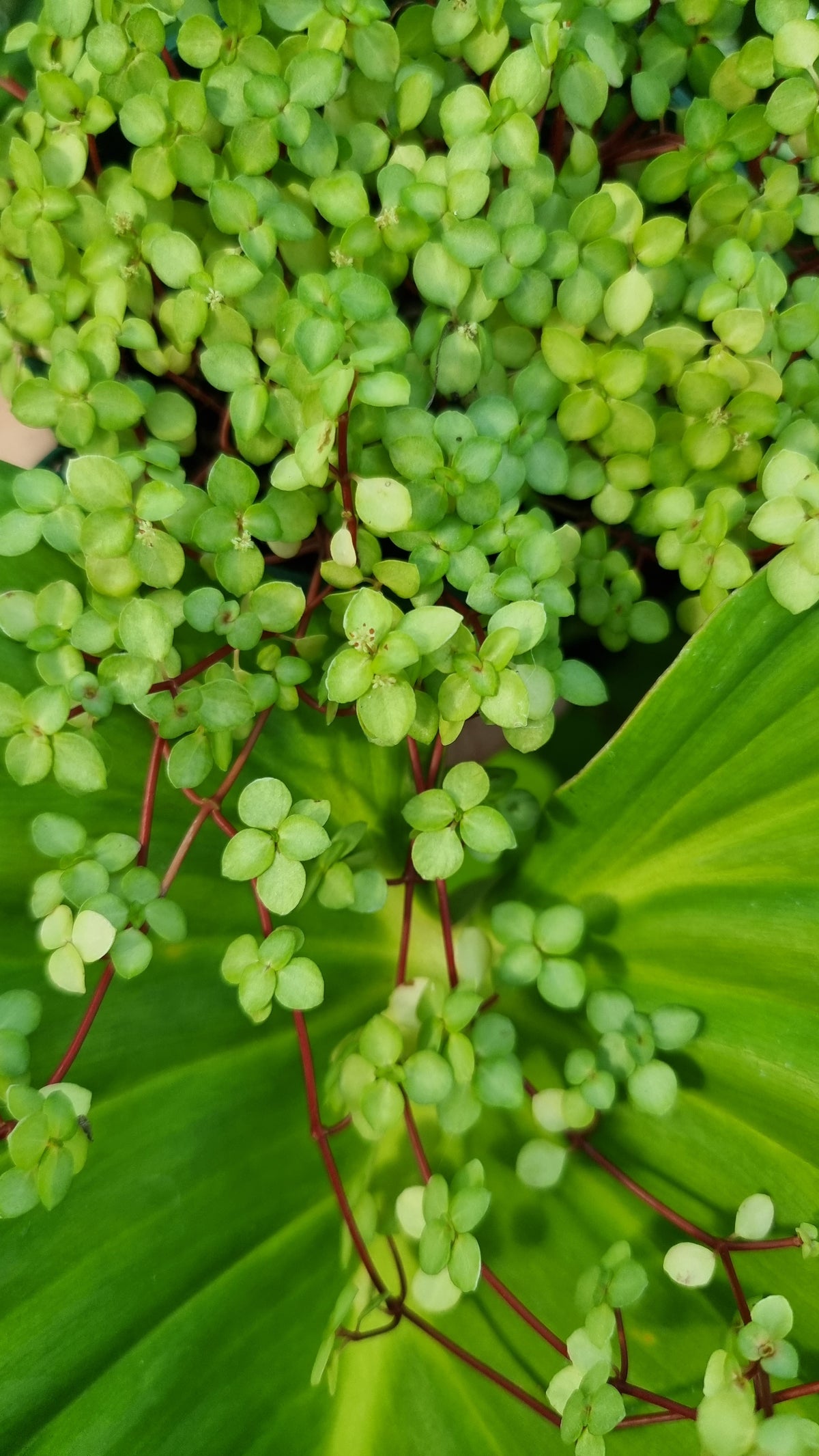 Pilea libanensis - Silver Sprinkles
