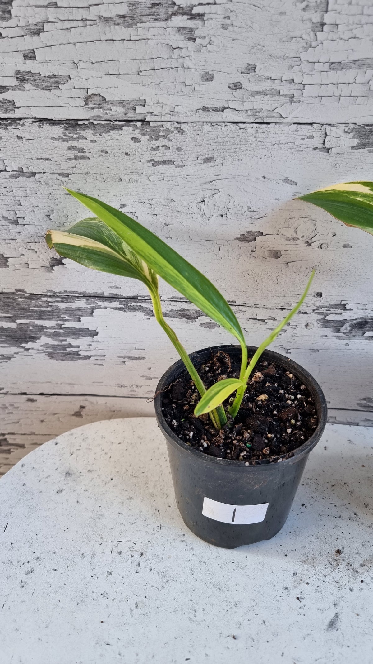 Epipremnum amplissimum variegata