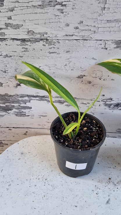 Epipremnum amplissimum variegata