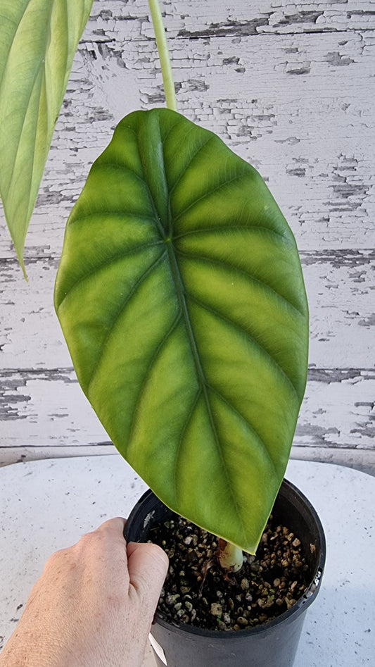 Alocasia clypeolata 'Green Shield'