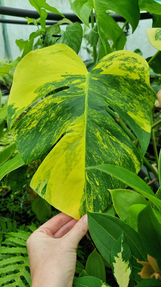 Monstera deliciosa 'Aurea' - Yellow Variegated Fruit Salad Plant Root'd Plants 