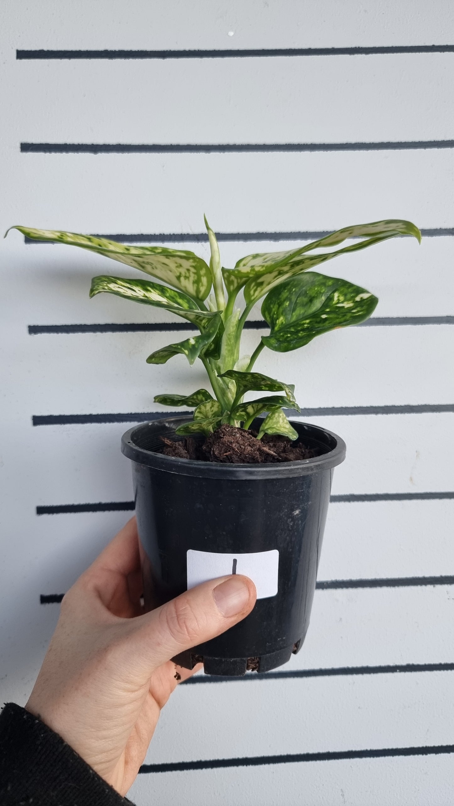 Aglaonema commutatum 'Super White'