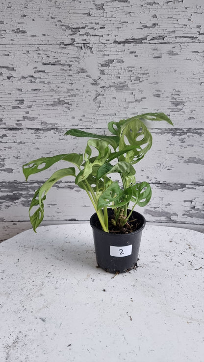 Monstera adansonii 'Monkey Mask' - Swiss Cheese Plant