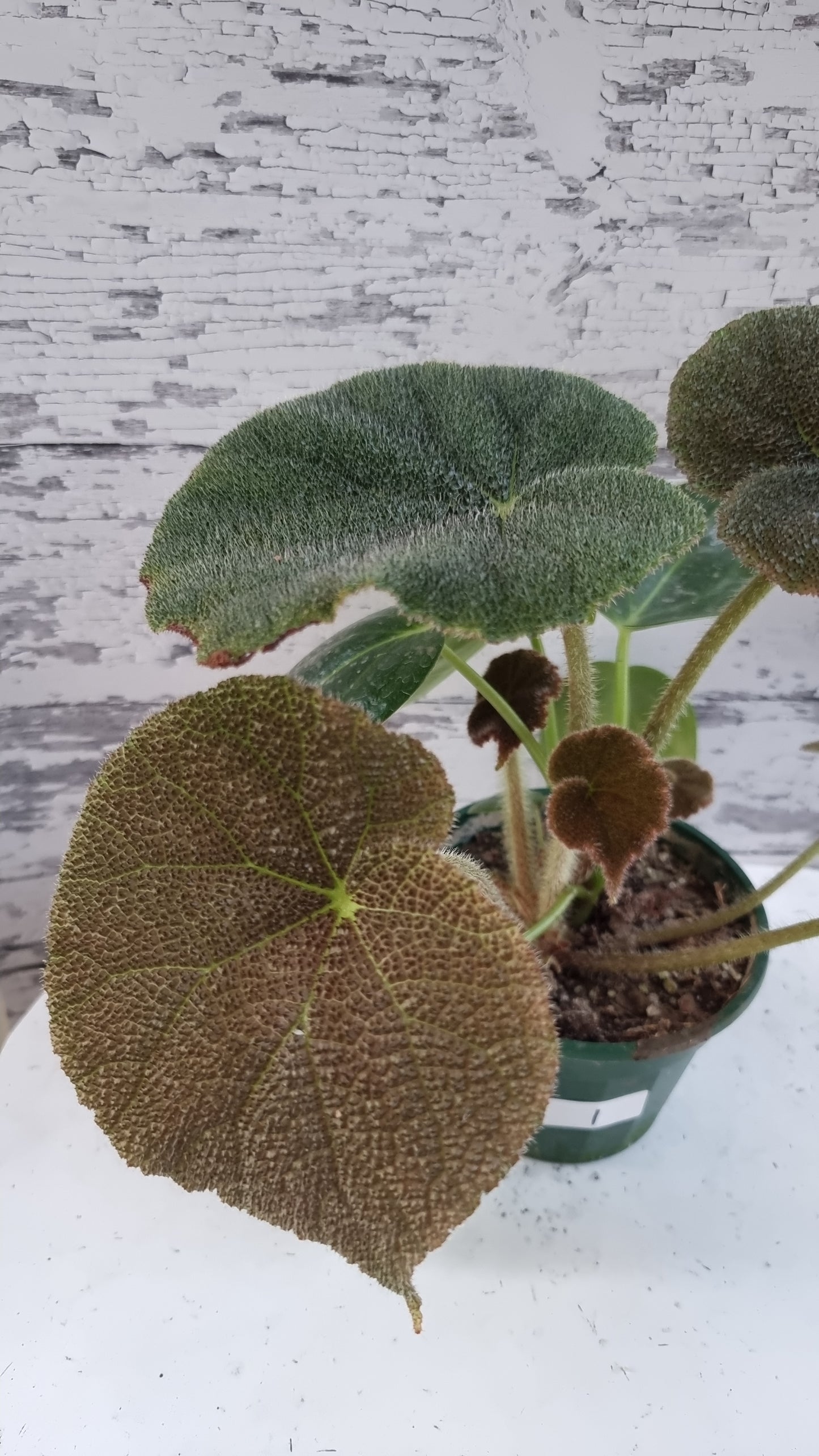 Begonia masoniana 'River'