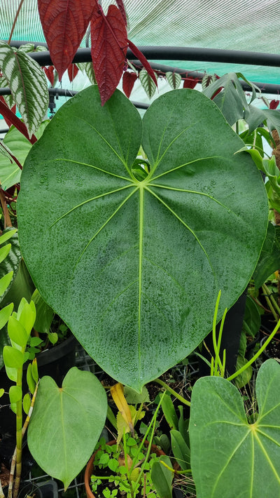 Anthurium faustomirandae - 'Faustino's Giant' Root'd Plants 