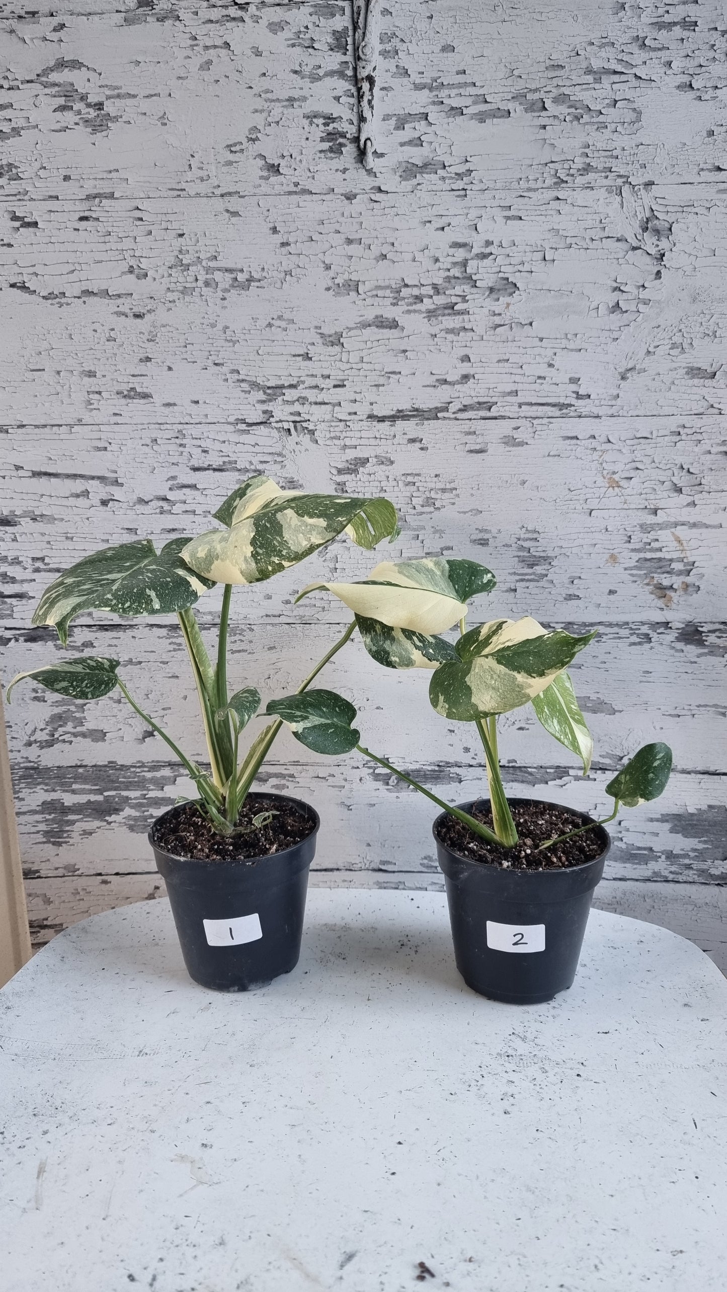 Monstera deliciosa 'Thai Constellation - Variegated Fruit Salad Plant