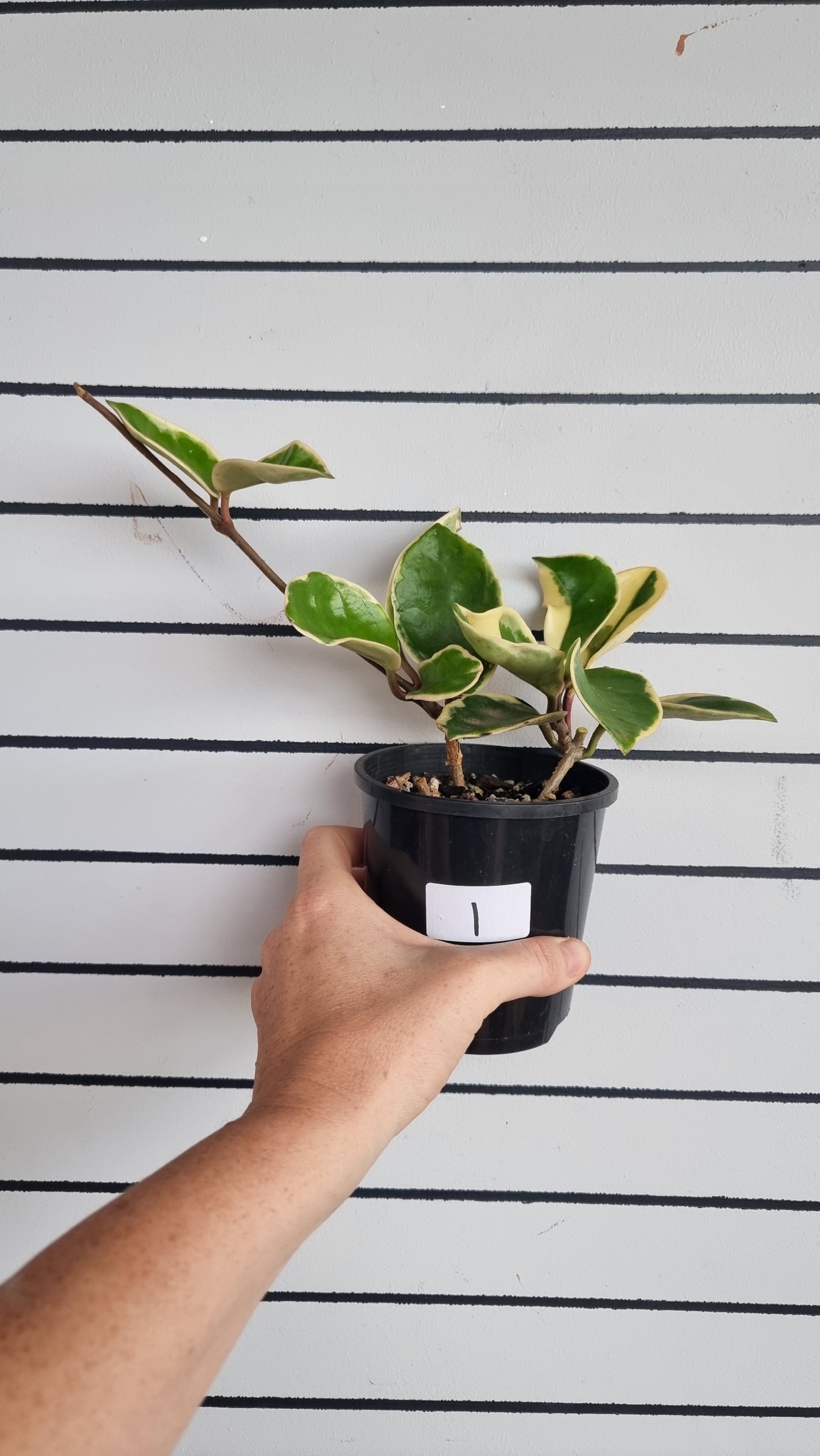 Hoya carnosa 'Krimson Queen' - Albo Variegated Wax Vine Plant