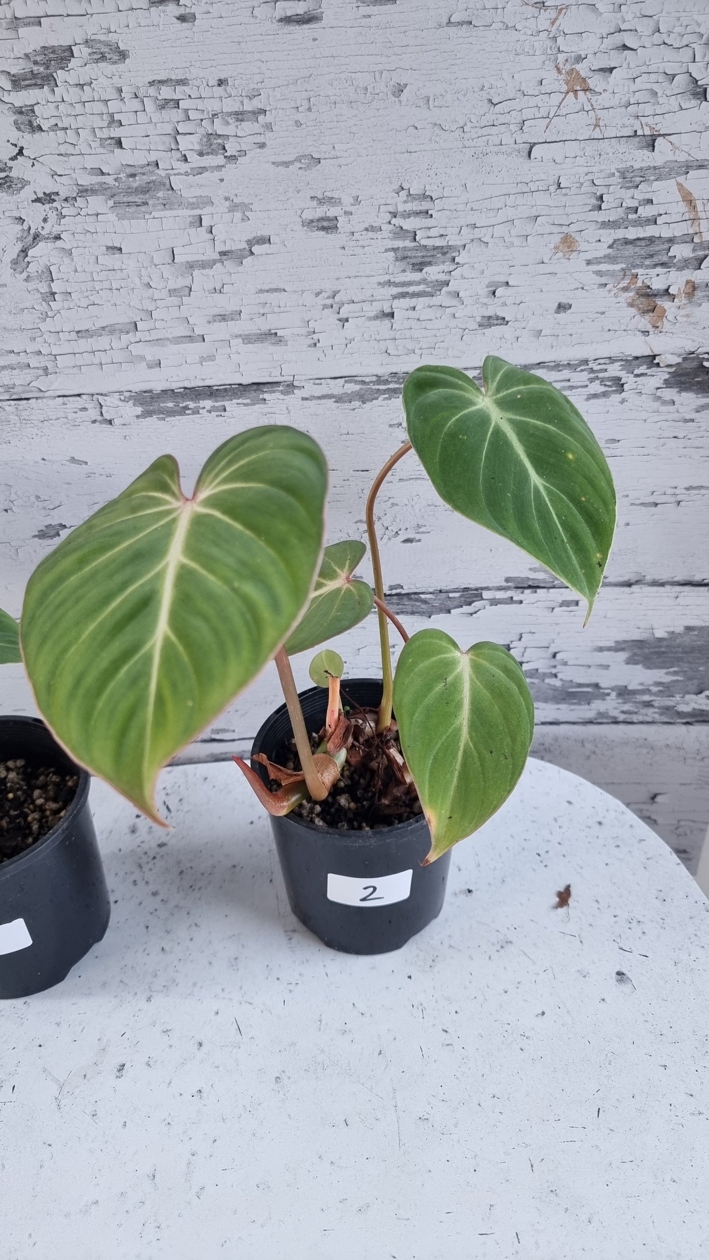 Philodendron gloriosum