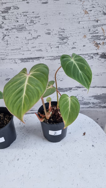 Philodendron gloriosum