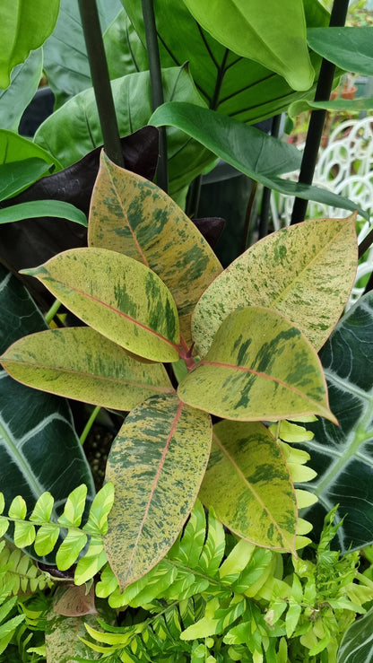 Ficus elastica ‘Shivereana’ - Rubber Plant