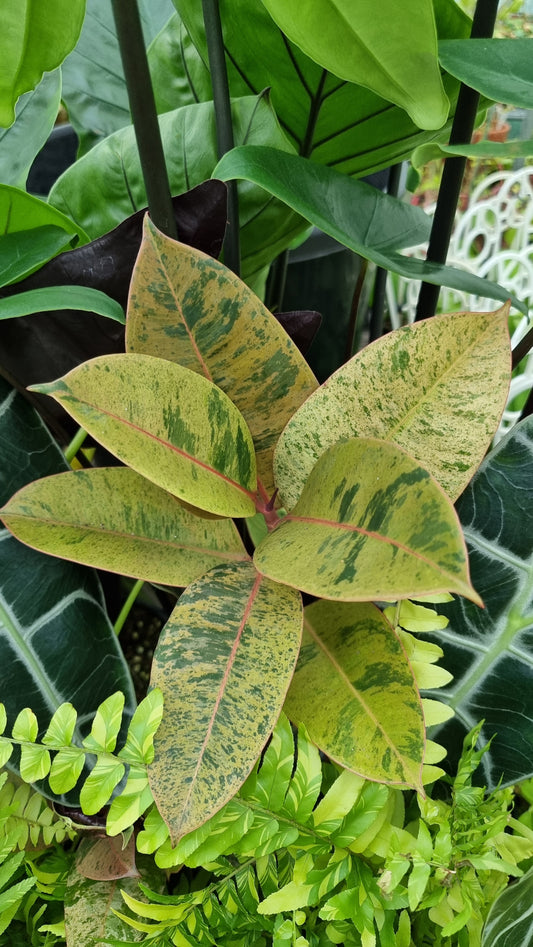 Ficus elastica ‘Shivereana’ - Rubber Plant