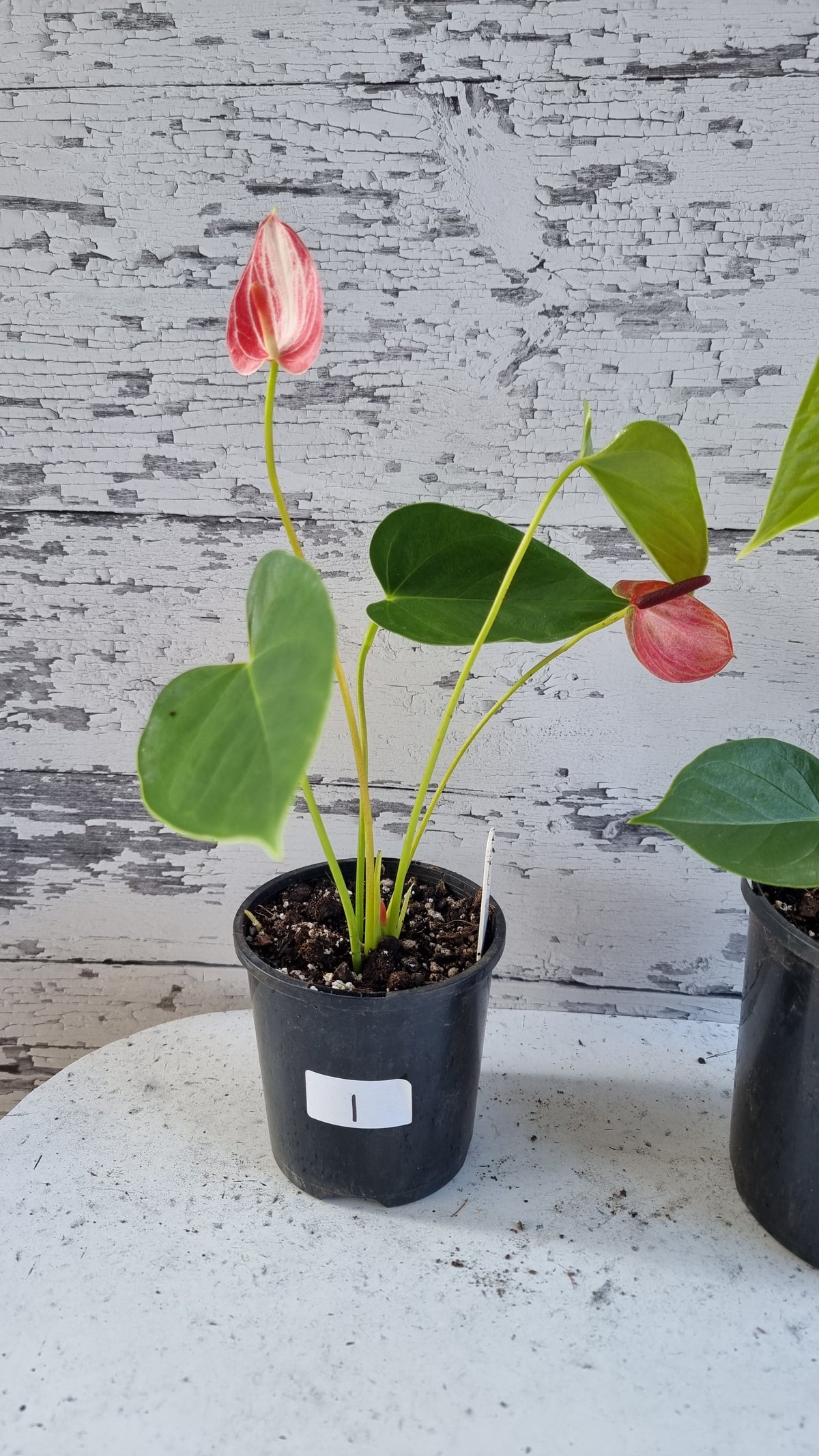 Anthurium andreanum 'Livium Ruby' - Flamingo Flower