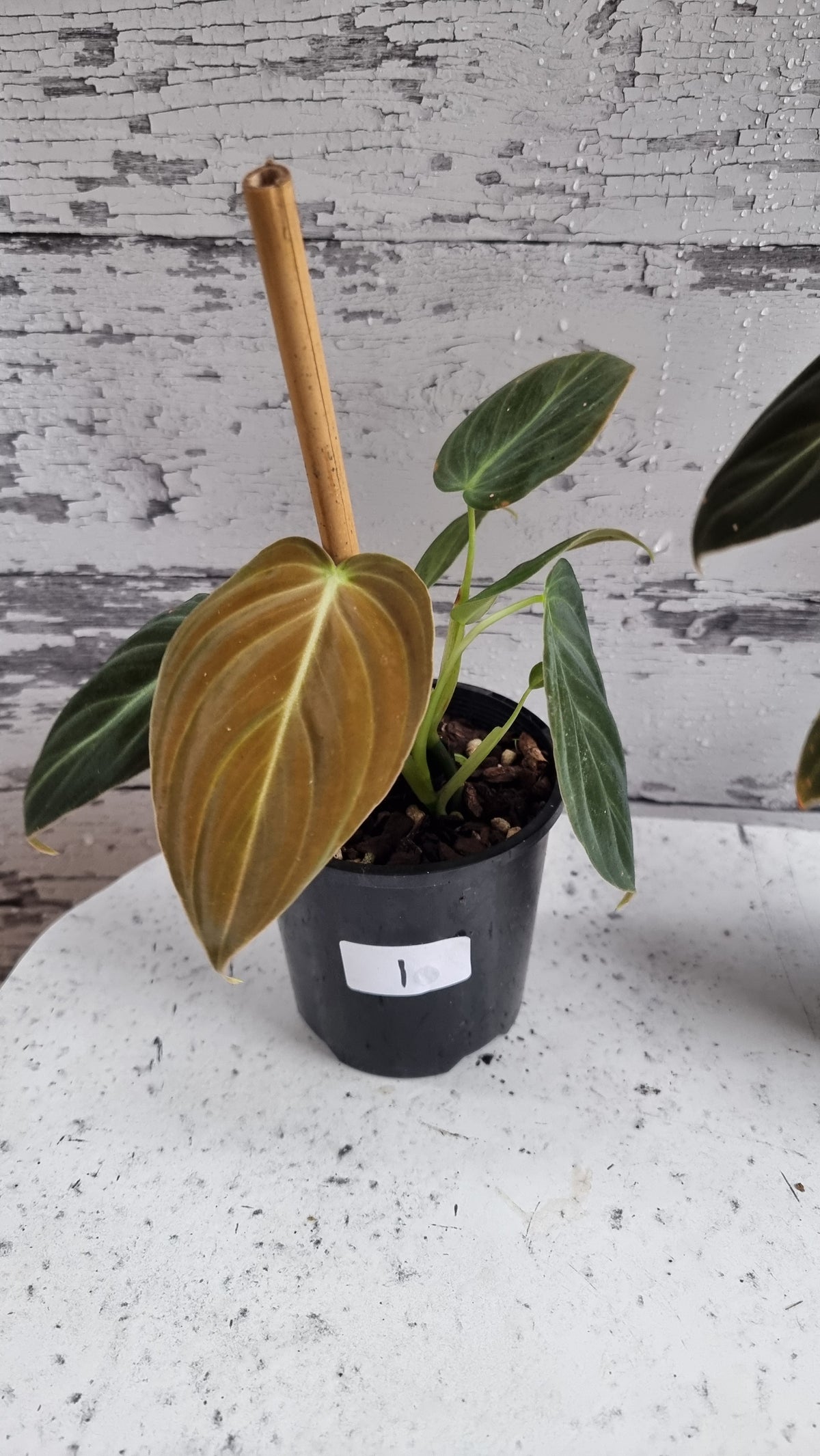 Philodendron melanochrysum