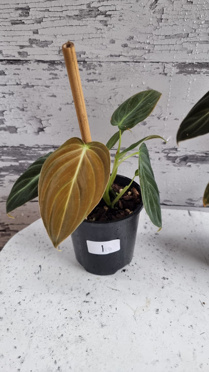 Philodendron melanochrysum