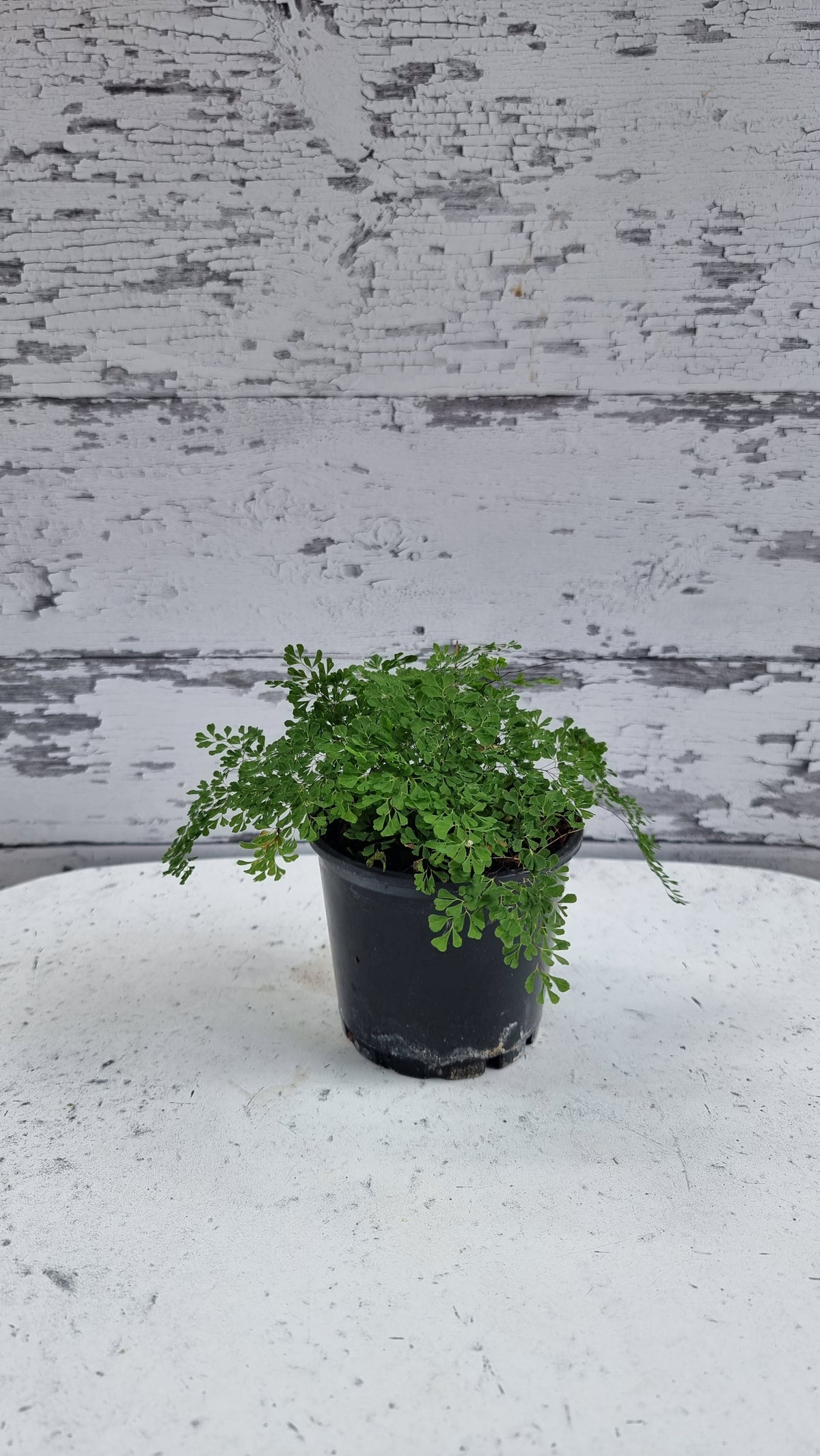 Adiantum raddianum 'Charlotte Parvifolium' - Fine Maidenhair Fern