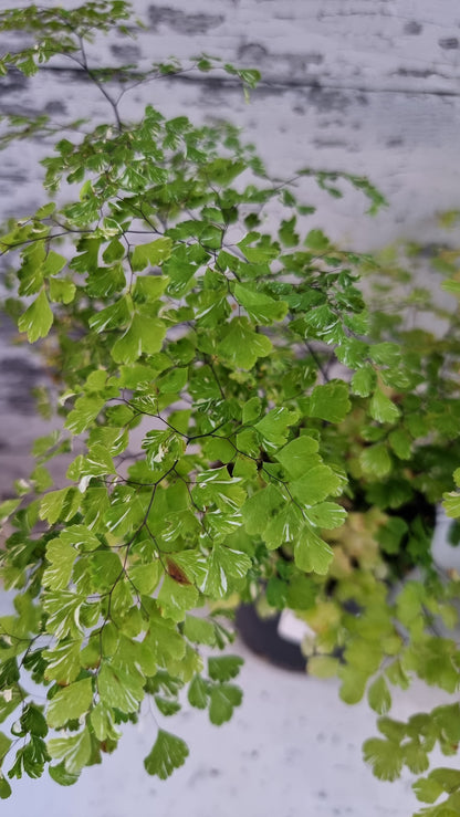 Adiantum raddianum 'Variegatum' - Variegated Delta Maidenhair Fern