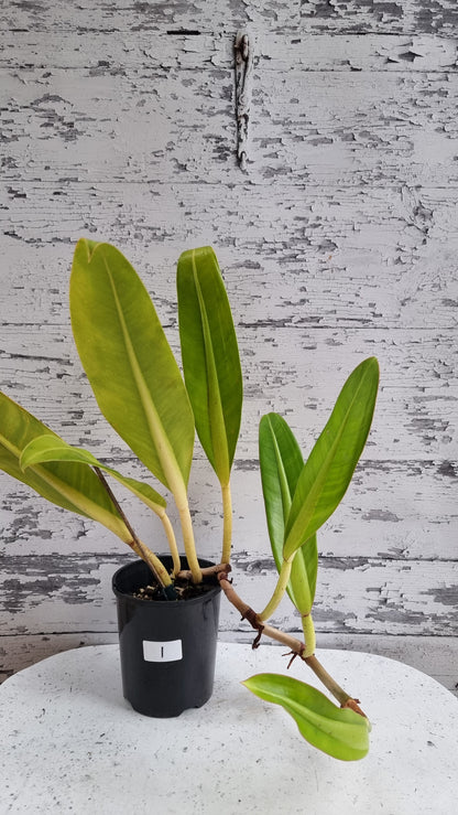 Philodendron crassinervium