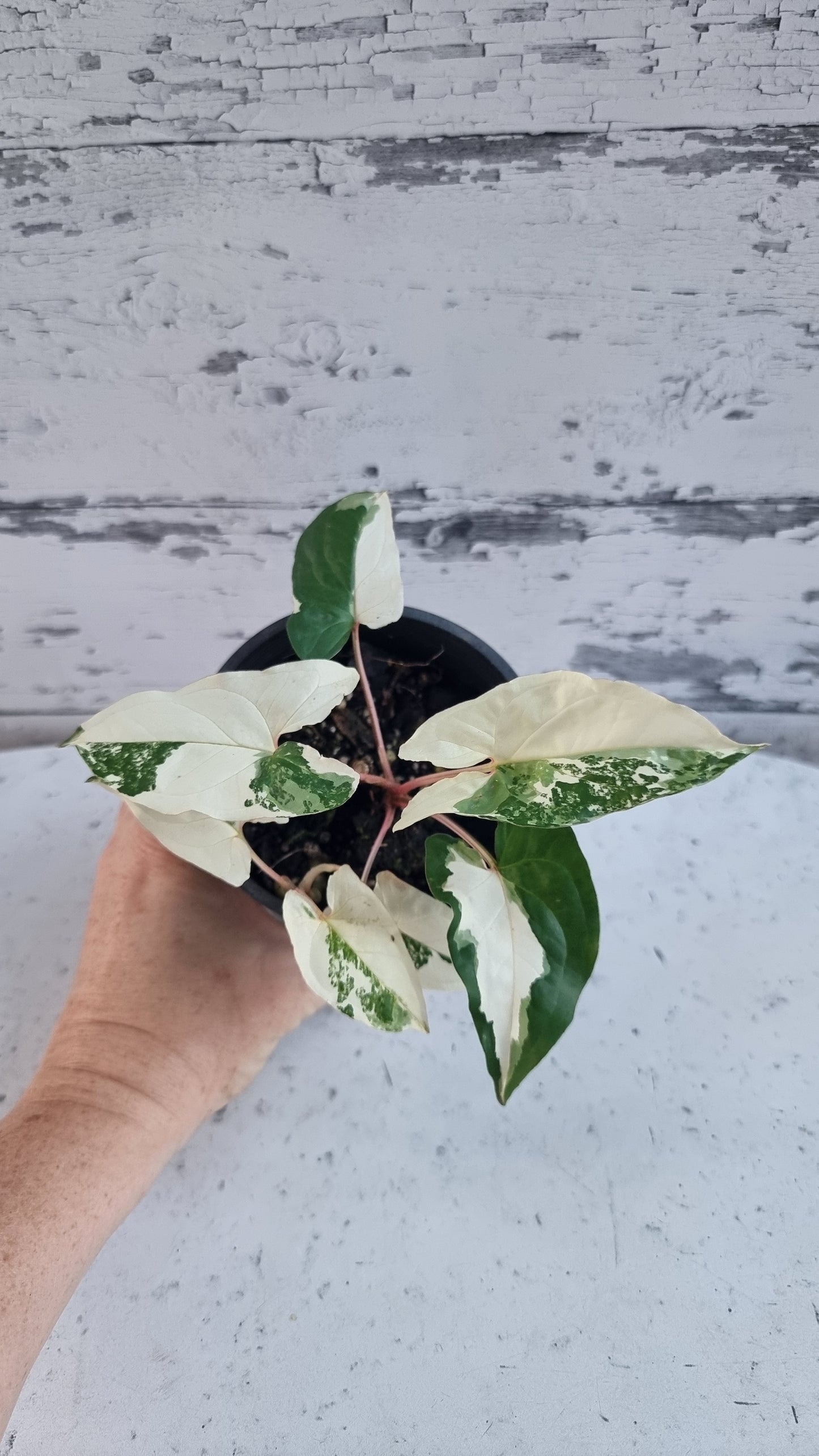 Syngonium podophyllum 'Fantasy' - Variegated Arrowhead Plant