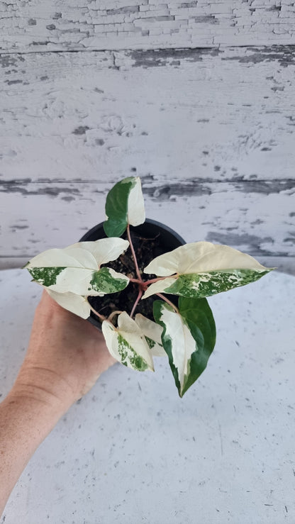 Syngonium podophyllum 'Fantasy' - Variegated Arrowhead Plant