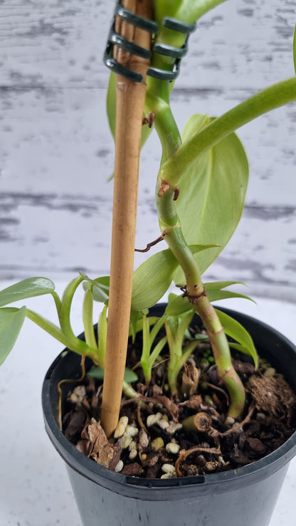 Philodendron hastatum ‘Silver Sword’