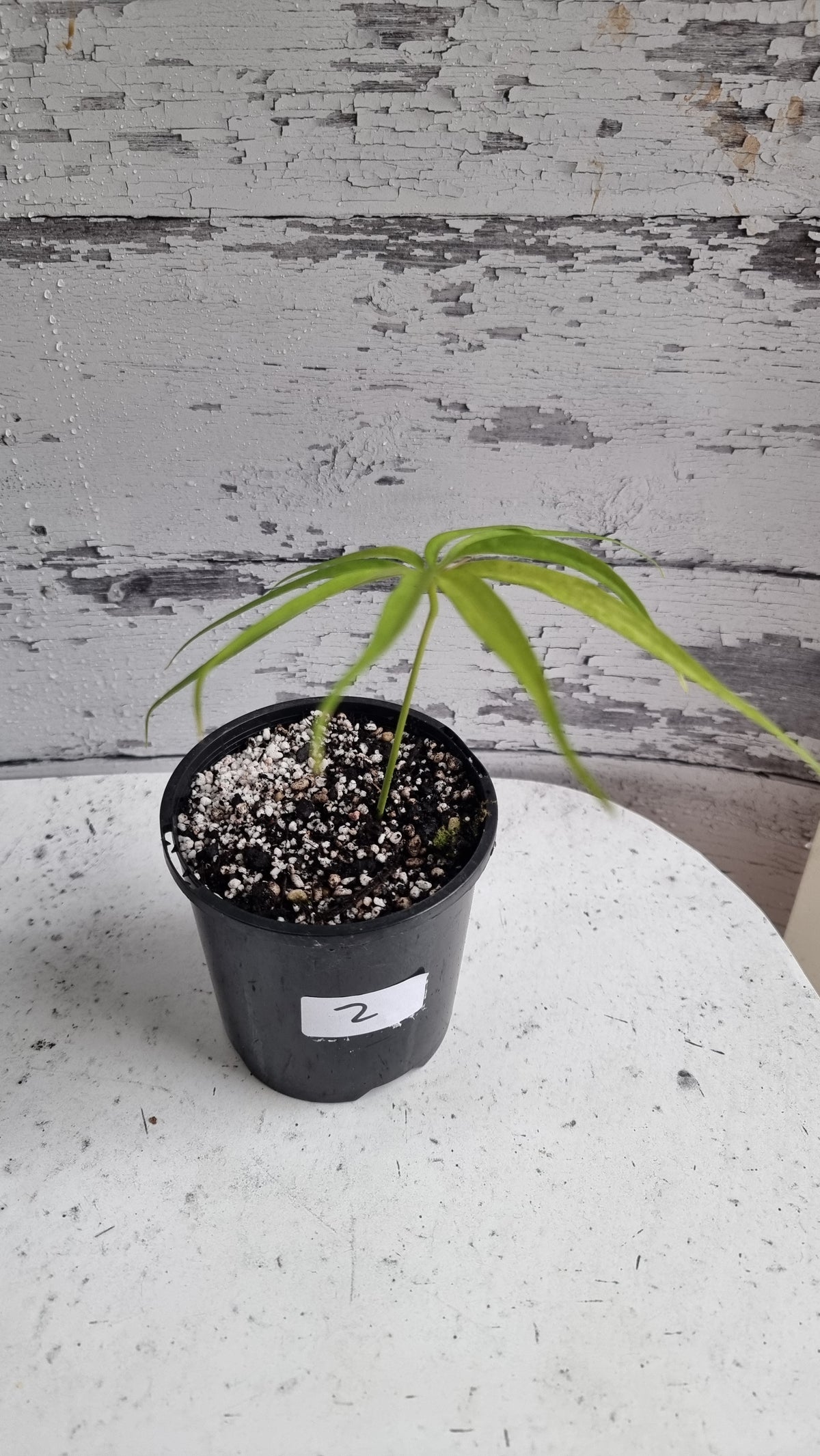 Anthurium polydactylum - Tropical Aroid