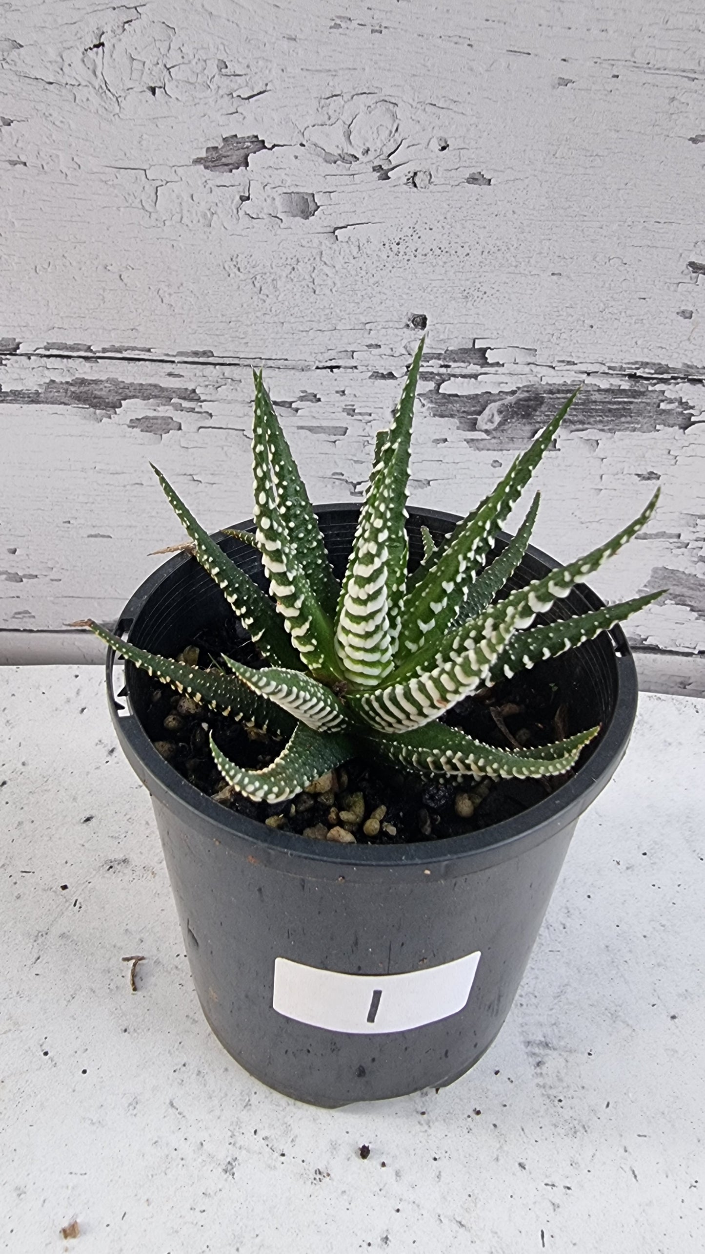 Haworthia fasciata 'Big Band' - Zebra Plant