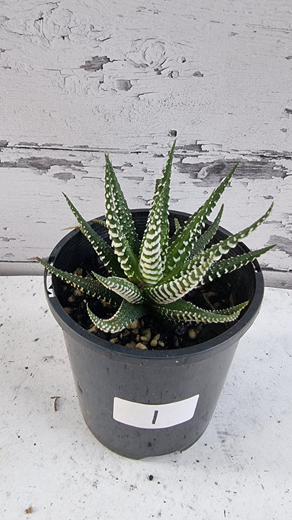 Haworthia fasciata 'Big Band' - Zebra Plant